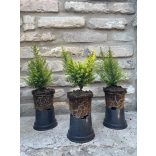 Lonicera nitida 'Ernest Wilson' - mirtuszlonc - Méret: 10/20