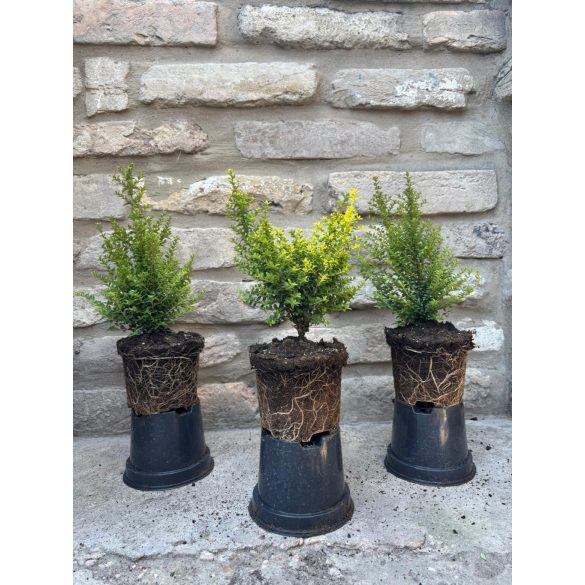 Lonicera nitida 'Ernest Wilson' - mirtuszlonc - Méret: 10/20