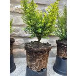 Lonicera nitida 'Ernest Wilson' - mirtuszlonc - Méret: 10/20