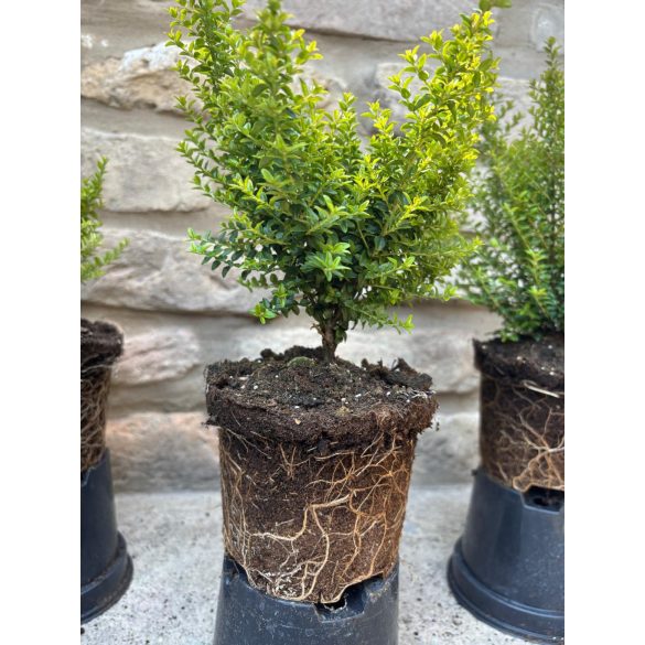 Lonicera nitida 'Ernest Wilson' - mirtuszlonc - Méret: 10/20