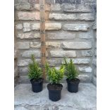 Lonicera nitida 'Ernest Wilson' - mirtuszlonc - Méret: 10/20