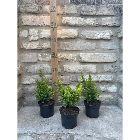 Lonicera nitida 'Ernest Wilson' - mirtuszlonc - Méret: 10/20