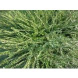 Lonicera nitida 'Ernest Wilson' - mirtuszlonc - Méret: 10/20