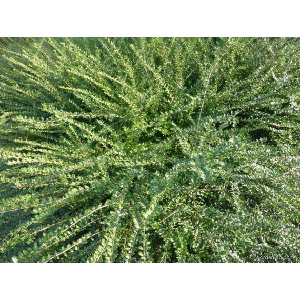 Lonicera nitida 'Ernest Wilson' - mirtuszlonc - Méret: 10/20