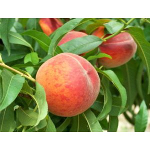 Őszibarack – Early Redhaven – Prunus persica