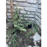 Fehér tarka kecskerágó – Euonymus fortunei – ‘Emerald Gaiety’ - Méret:  15/30