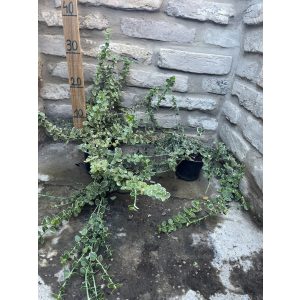Fehér tarka kecskerágó – Euonymus fortunei – ‘Emerald Gaiety’ - Méret:  15/30