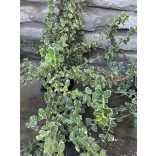 Fehér tarka kecskerágó – Euonymus fortunei – ‘Emerald Gaiety’ - Méret:  15/30