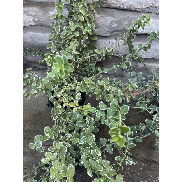 Fehér tarka kecskerágó – Euonymus fortunei – ‘Emerald Gaiety’ - Méret:  15/30
