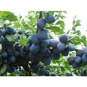 Prunus domestica 'Stanley' – Prunier 'Stanley' (en conteneur)
