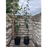 Prunus domestica 'Stanley' – Prunier 'Stanley' (en conteneur)