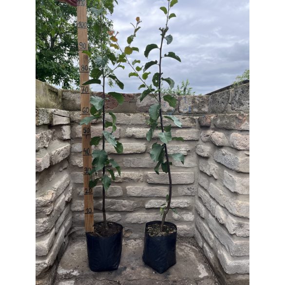 Prunus domestica 'Stanley' – Prunier 'Stanley' (en conteneur)