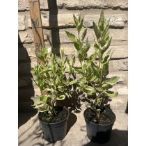   Fehér tarka levelű som – Cornus alba ‘Elegantissima’ - Méret: 20/40