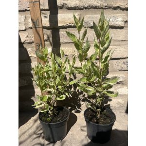 Cornus alba 'Elegantissima' – Cornouiller blanc 'Elegantissima'