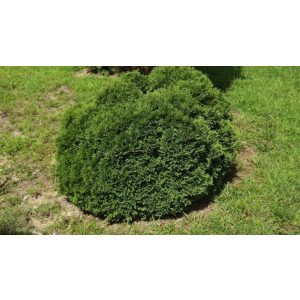 Thuja occidentalis 'Danica' - tömött gömb thuja