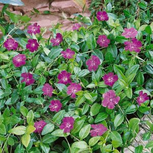 Vinca minor 'Atropurpurea' - lila kis meténg