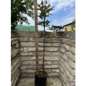 Fekete vesszejű som – Cornus alba ‘Kesselringii’ - törzses - Méret: 80