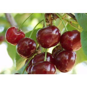 Meggy – Meteor – Prunus cerasus