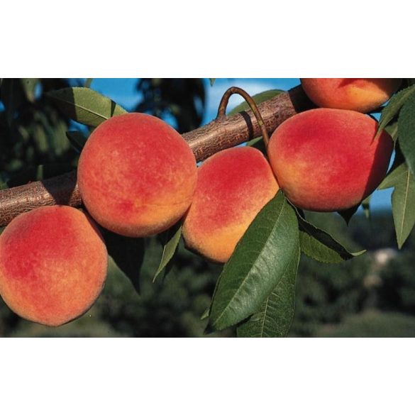 Őszibarack – Redhaven – Prunus persica - konténeres