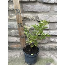   Fekete bodza  - Sambucus nigra "Harschberg" - Méret: 20/40