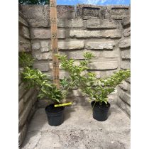   Black elder, elderberry  - Sambucus nigra "Haschberg"