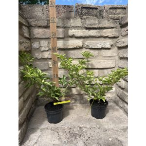 Fekete bodza  - Sambucus nigra "Haschberg" - Méret: 20/40