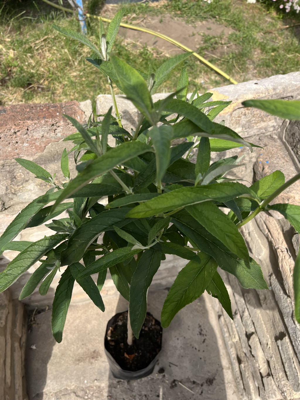 Törzses Fehér virágú nyáriorgona – Buddleia davidii - Méret: 60