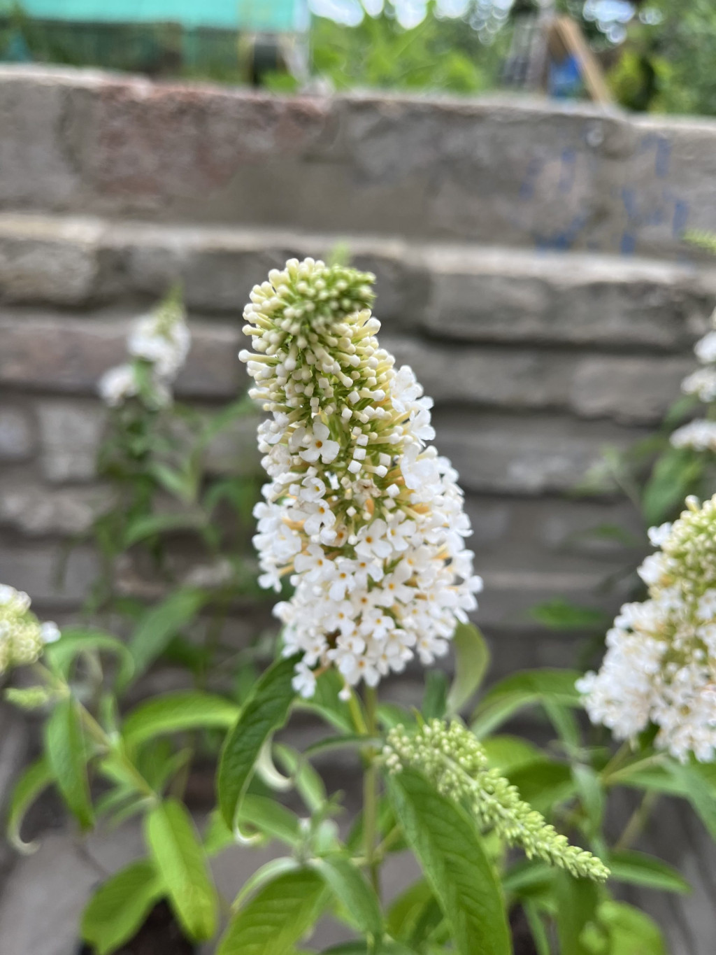 Törzses Fehér virágú nyáriorgona – Buddleia davidii - Méret: 60