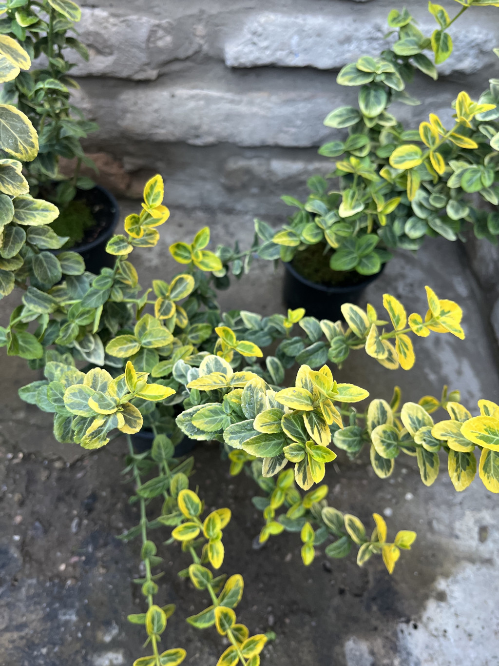 Euonymus fortunei 'Emerald'n Gold' - Arany kúszó kecskerágó - Méret: 15/30