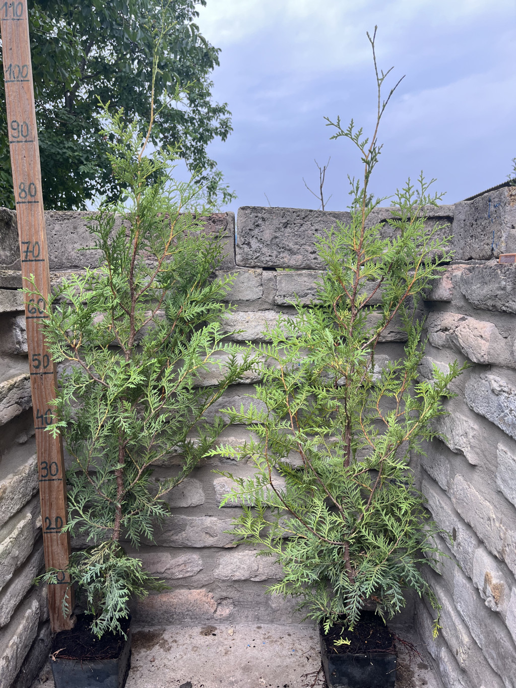 Zöld nyugati tuja – Thuja occidentalis ‘Brabant’ - Méret: 100/120