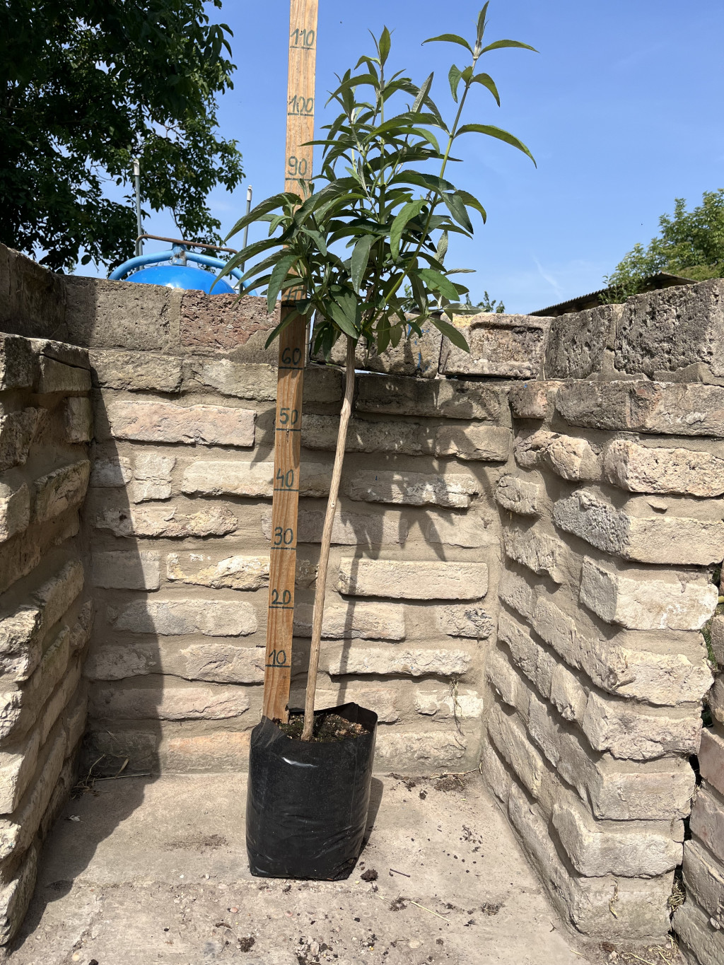 Törzses Fehér virágú nyáriorgona – Buddleia davidii - Méret: 60