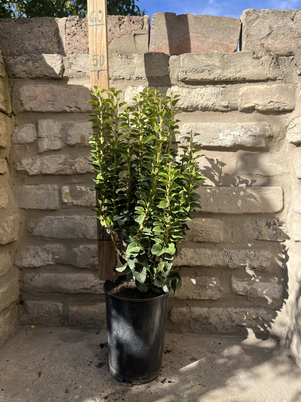 Hedera helix „Erecta” – Oszlopos borostyán - Méret: 40/60