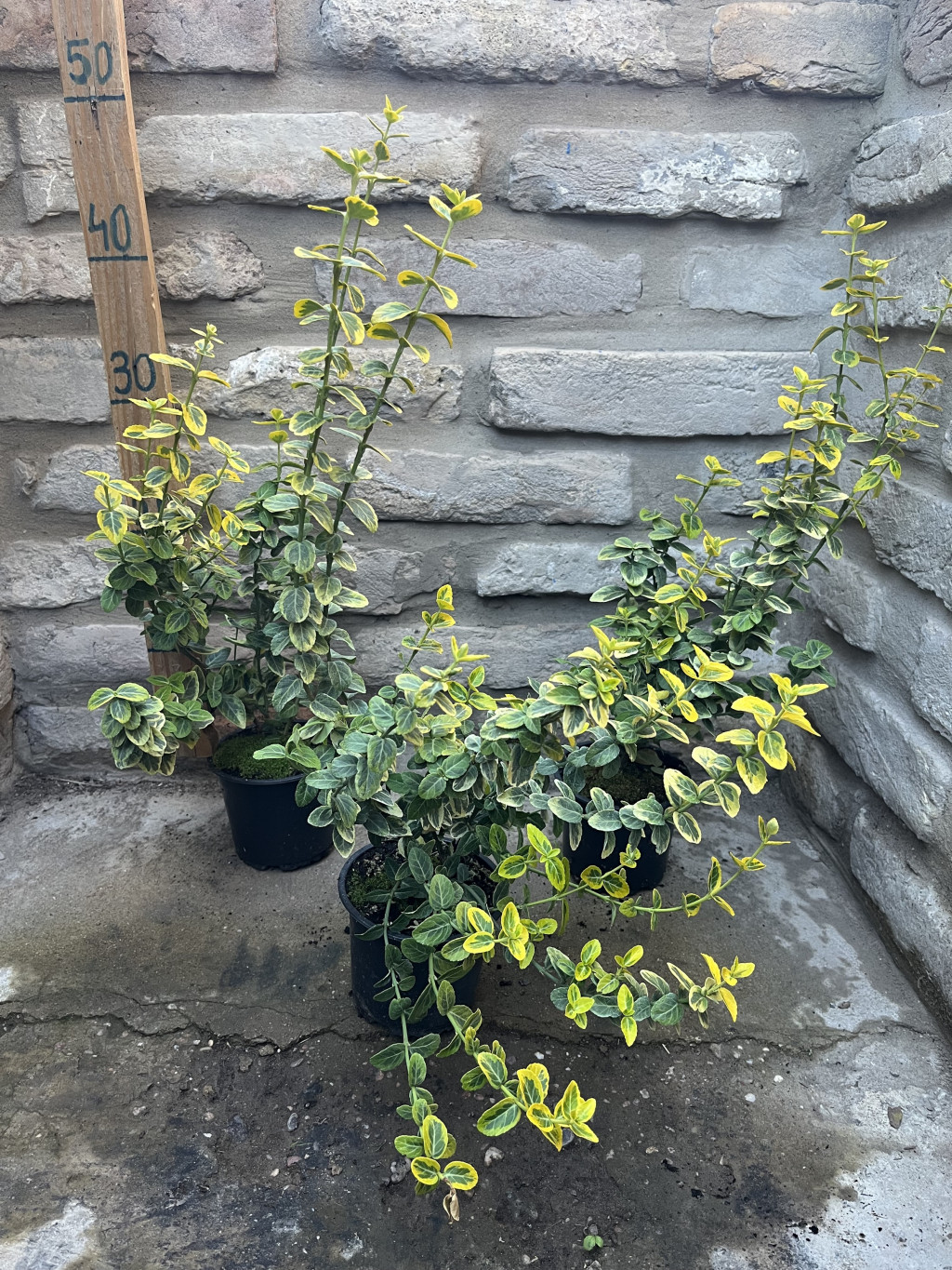 Euonymus fortunei 'Emerald'n Gold' - Arany kúszó kecskerágó - Méret: 15/30